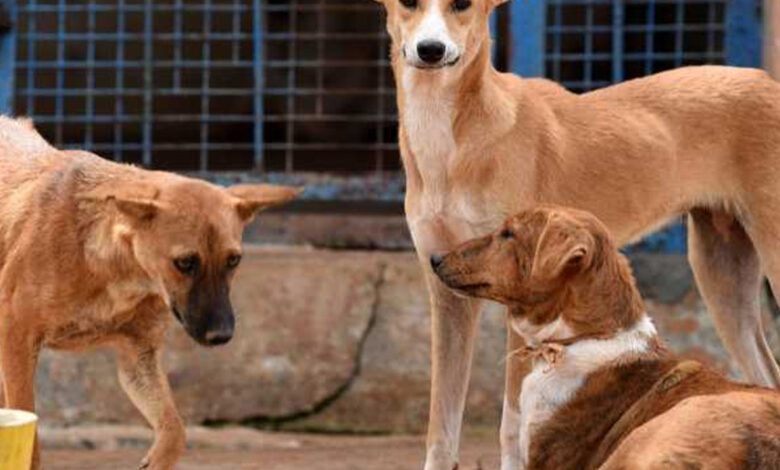 20 dogs tied, thrown to death from bridge in Telangana's Sangareddy