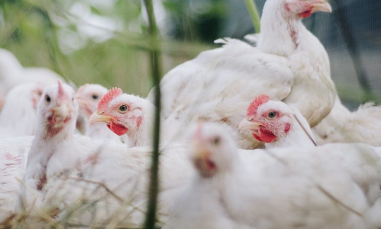 Chicken prices in Hyderabad back to normal as bird flu scare eases