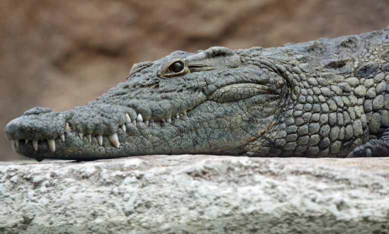 Odisha becomes only state to have all three species of crocodiles