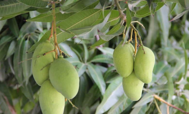 Miyazaki mangoes