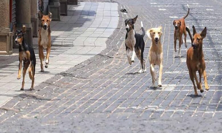 Video of boy mauled by pack of stray dogs in Saudi Arabia goes viral