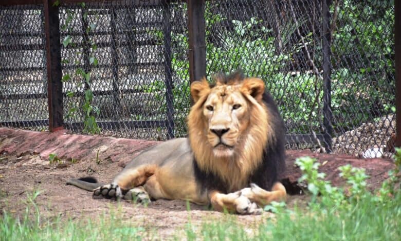 Upasana adopts pair of Asiatic lions at Hyderabad Zoo.