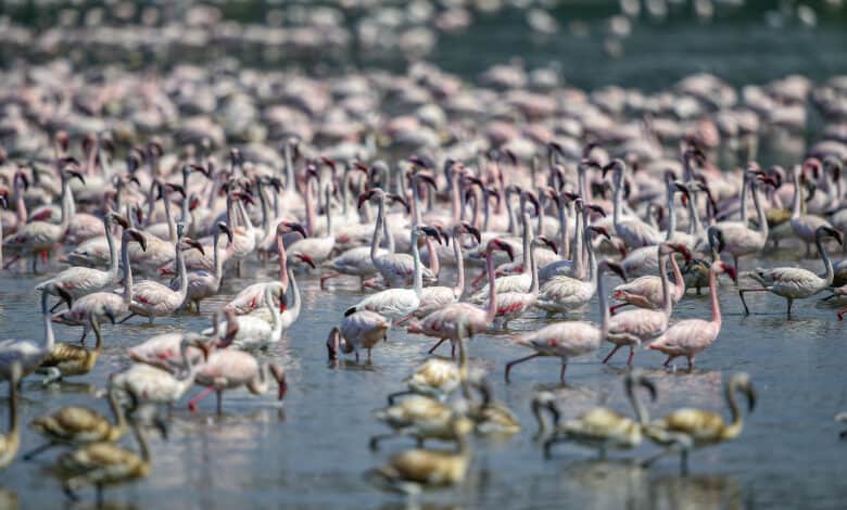 Emirates flight strikes flock of flamingos in Mumbai, prompts environmentalists’ concerns