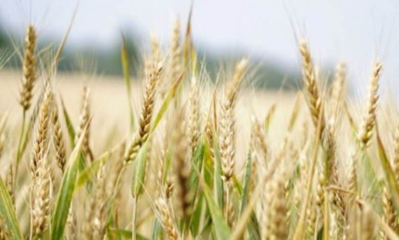 China lifted restrictions on Russian wheat weeks before eruption of conflict: Report