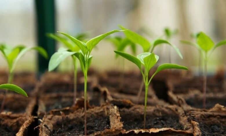 Telangana: KCR to launch drive for planting 1 cr saplings on Aug 26