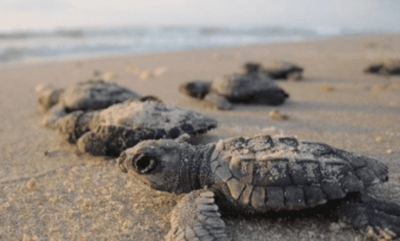 turtles