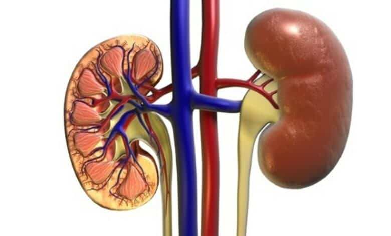 Improper antibiotic use may lead to severe kidney infections