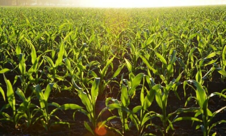 Can agricultural sector evade climate change bouncer?