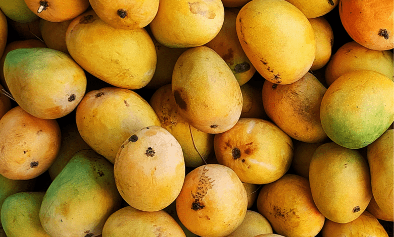 Dharwad mangoes ready to fly Saudi Arabia, America