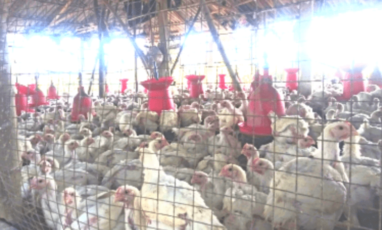 Alert in Telangana as 2,500 chickens die, bird flu suspected