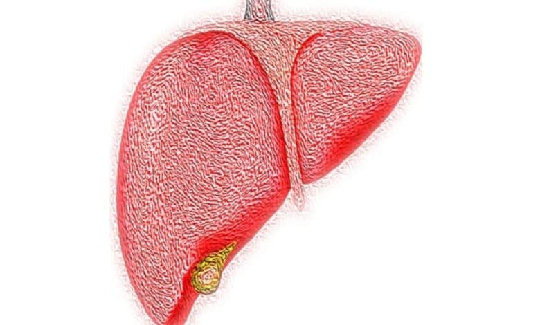 1.3 bn people had liver disease globally in 2023: Lancet study