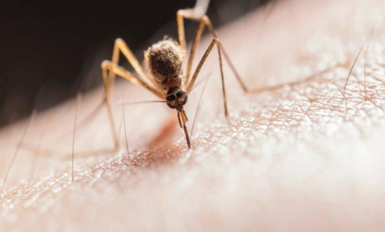 India has significantly reduced its malaria incidence, mortality: WHO