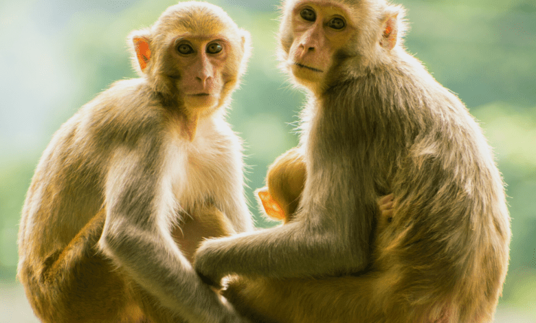 Telangana: Around 100 monkeys found dead in Sangareddy