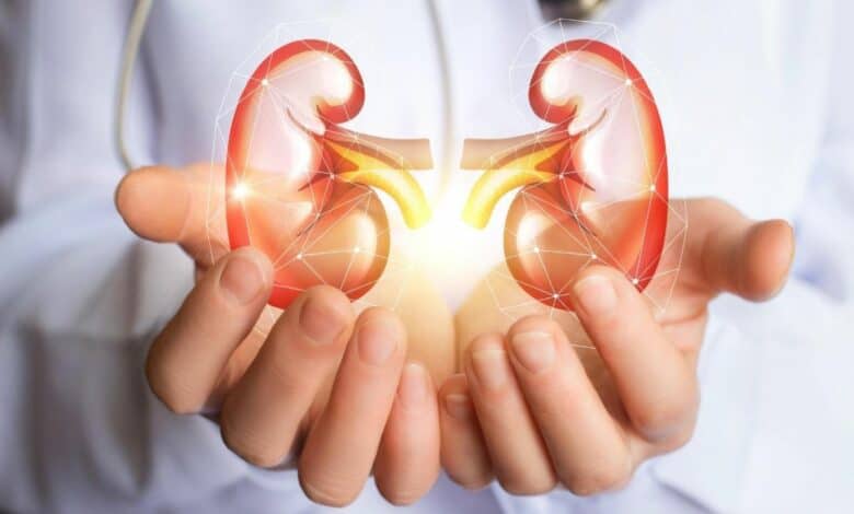 Kidney