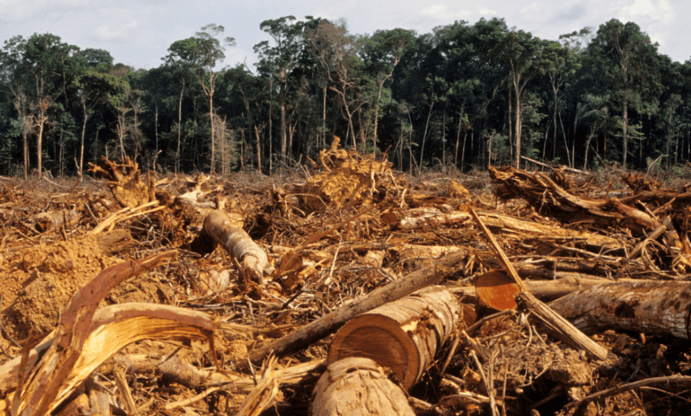 India lost 2.33 mn hectares of tree cover since 2000: Global Forest Watch