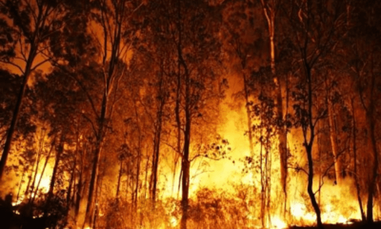 Forest fires destroy 13,000 hectares of land in Chile this yr