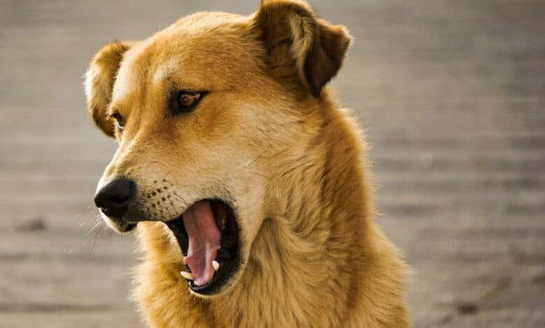 Telangana: 15-month-old dies 4 days after dog bite in Warangal