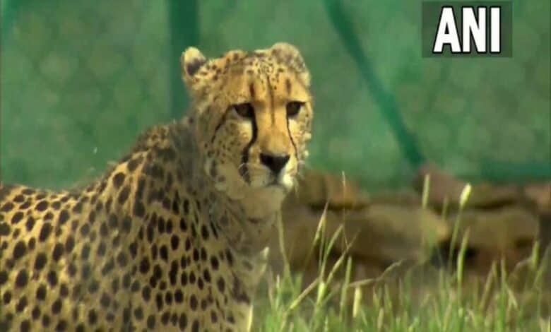 Cheetahs set to roam free in Kuno after year-long enclosure stay