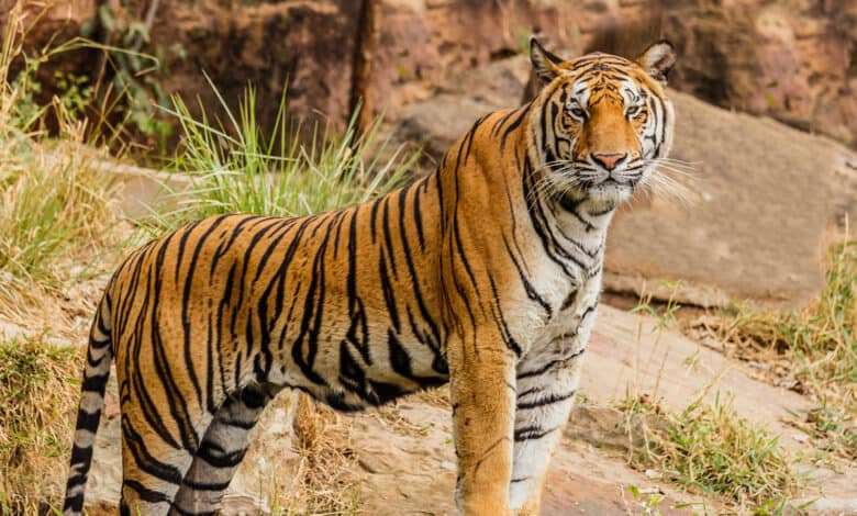 Chaos erupts as tiger enters BJP leader's farmhouse in UP's Sitapur