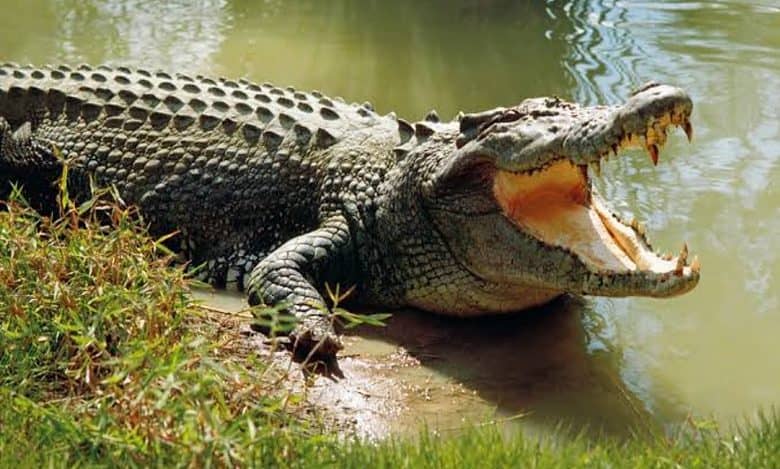 Family wakes up to find crocodile in their home in UP village