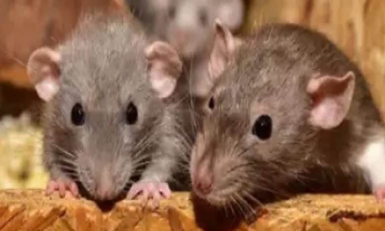 Rat infestation found in raids at chat bhandar in Hyderabad
