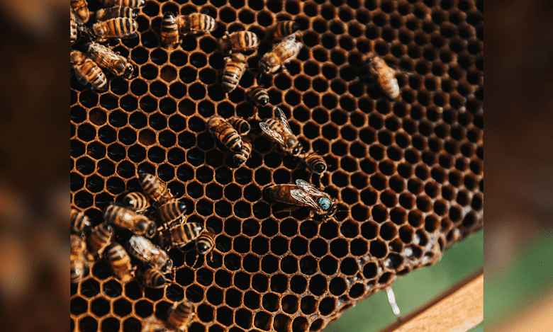 Telangana: Bee attack injures 30 laborers in Adilabad