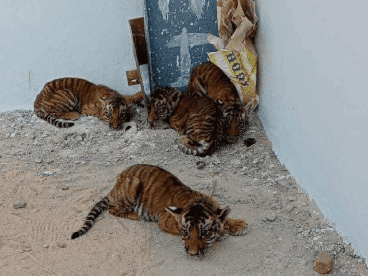Tigress gives birth to 4 cubs in Maharashtra's Navegaon Nagzira Tiger Reserve