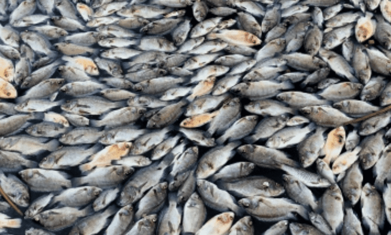 From fisherman to millionaire: A catch of rare fish changes fortunes in Pak