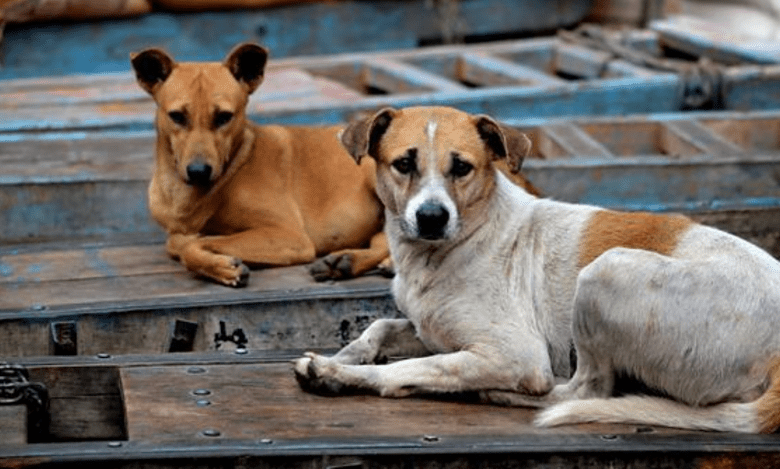 Stray dogs severely injure 19 month old in Golnaka