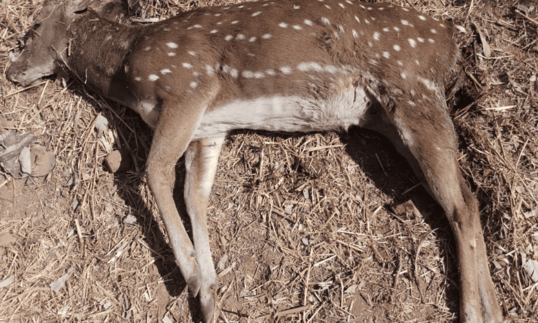 Stray dogs attack deer at University of Hyderabad once again