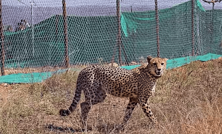 MP: No plan for cheetah relocation from KNP, says Union Minister