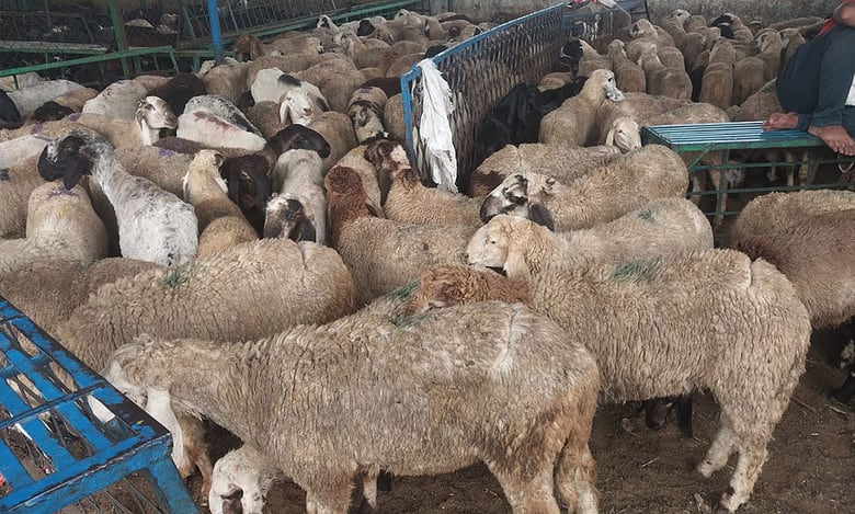 Hyderabad: Jiyaguda sheep market gears up for Eid ul Adha