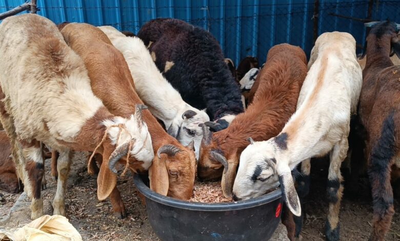 Telangana: ACB to issue lookout notices in sheep distribution scam case