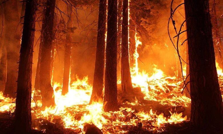 Death toll from Hawaii wildfires rises to 99