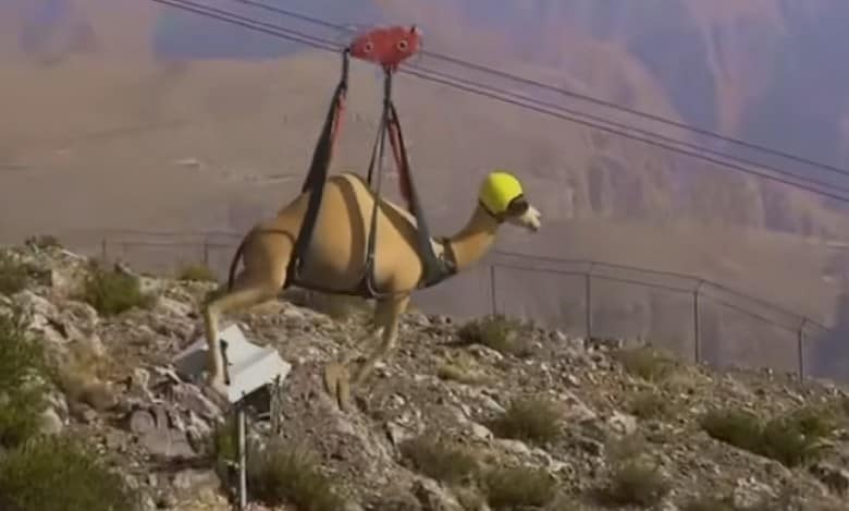 Viral video shows camel on world's longest zip line in UAE