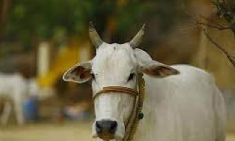 Right-wing outfits block highway after cow remains found in Yamuna