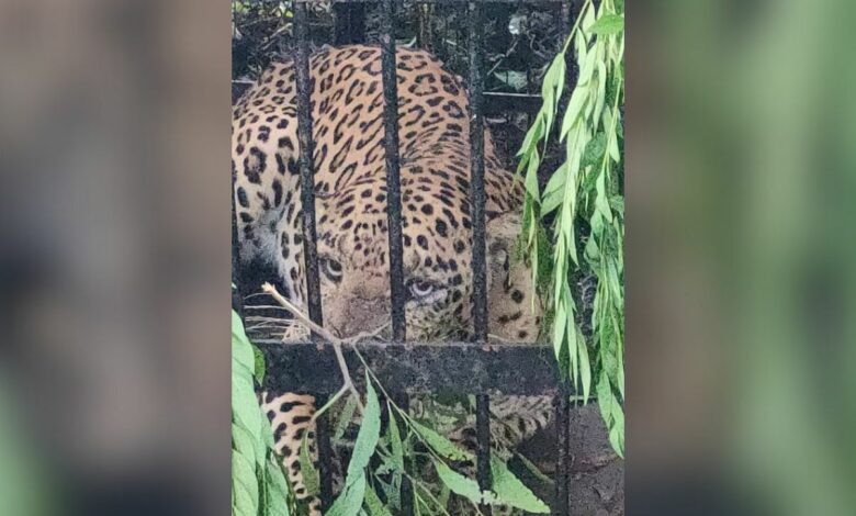 Fourth leopard trapped near 7th mile on Alipiri - Tirumala walkway