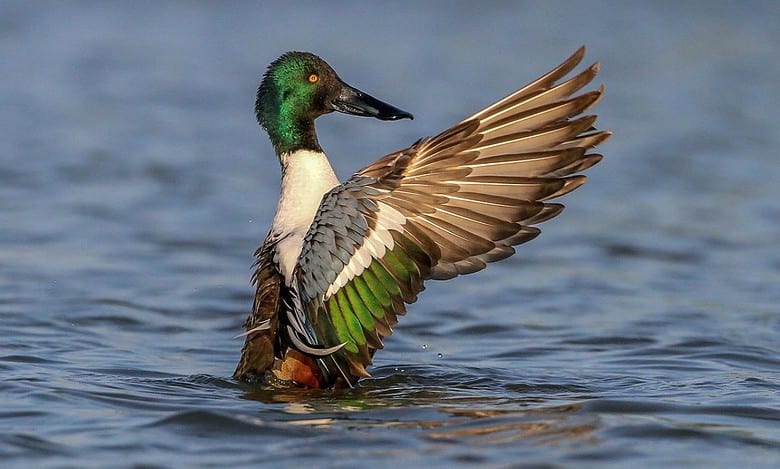 60% bird species in India have declined over 30 years: Report