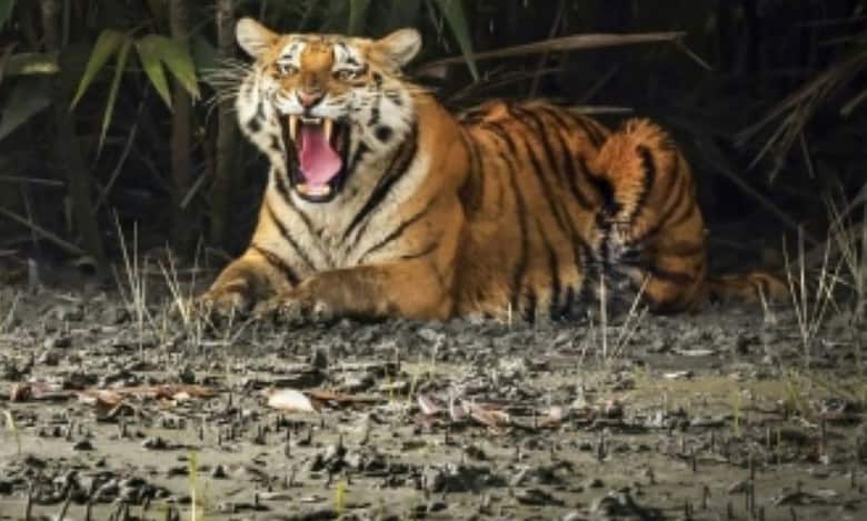 Bengal to set up super-specialty hospital for tigers in Sunderbans
