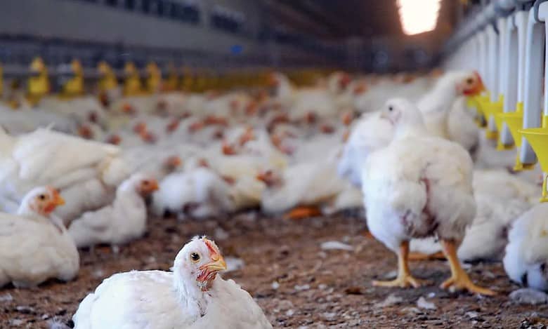 Israelis asked to avoid using live chickens in annual atonement ritual