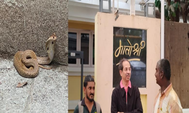 ‘Snake in the tiger’s shadow’: Deadly cobra rescued from Thackeray home