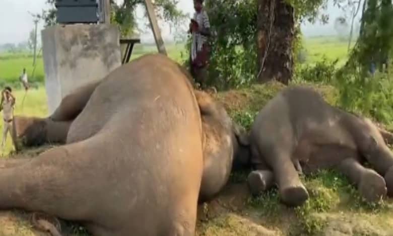 3 elephants electrocuted in Assam