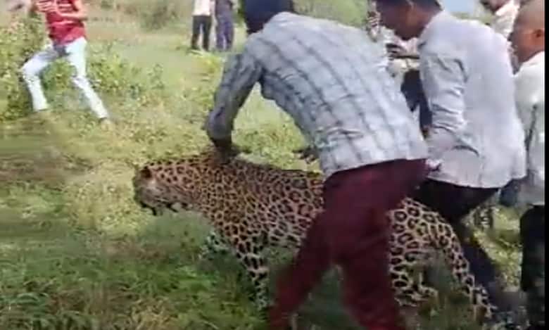 People seen with sick leopard in MP, video goes viral