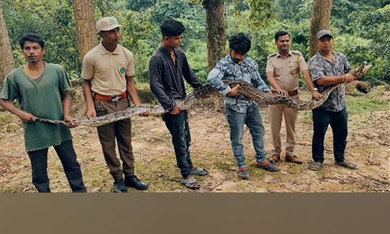 18 ft-long python rescued from tea garden in Assam