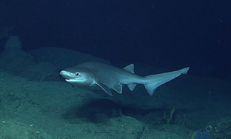 Australia state closes beaches after shark attack