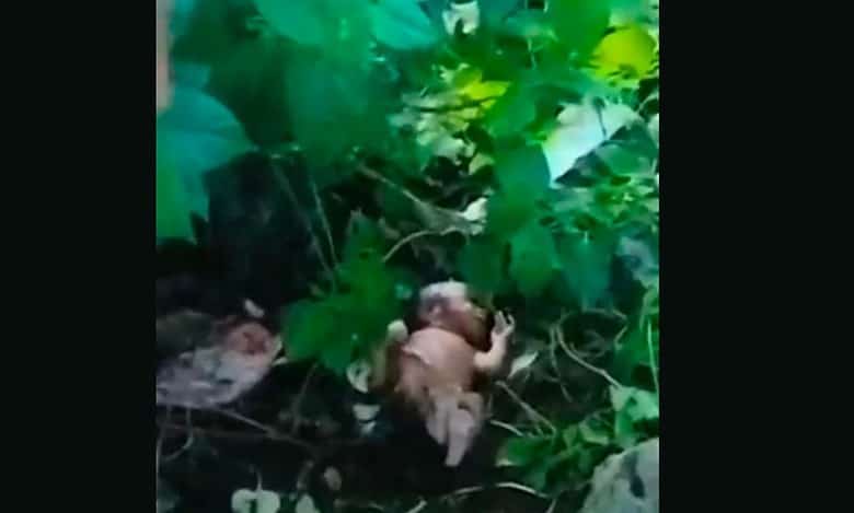 Telangana: Newborn girl rescued from bushes in Suryapet