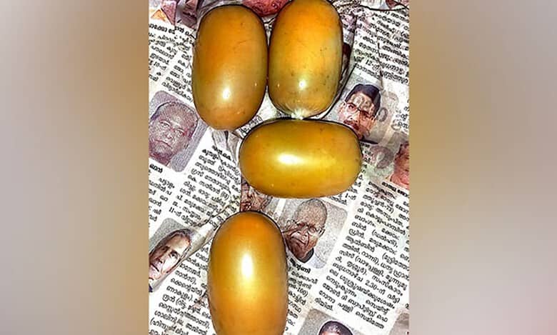 Kochi: Passenger from UAE held for smuggling gold in underwear