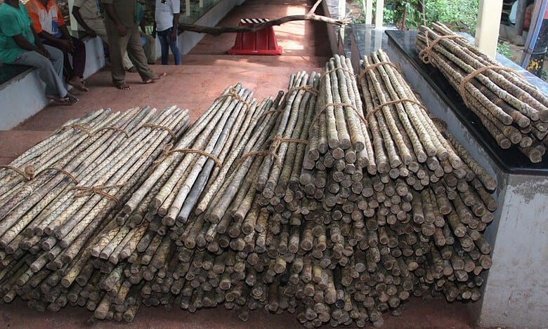 TTD begins handing sticks to devotees to ward off wild animals