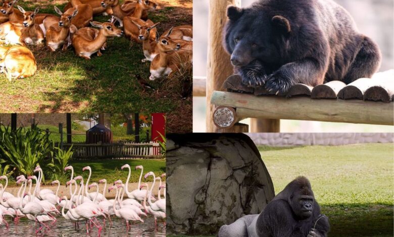 Dubai Safari Park to open for a new season on Sep 21; Check out attractions