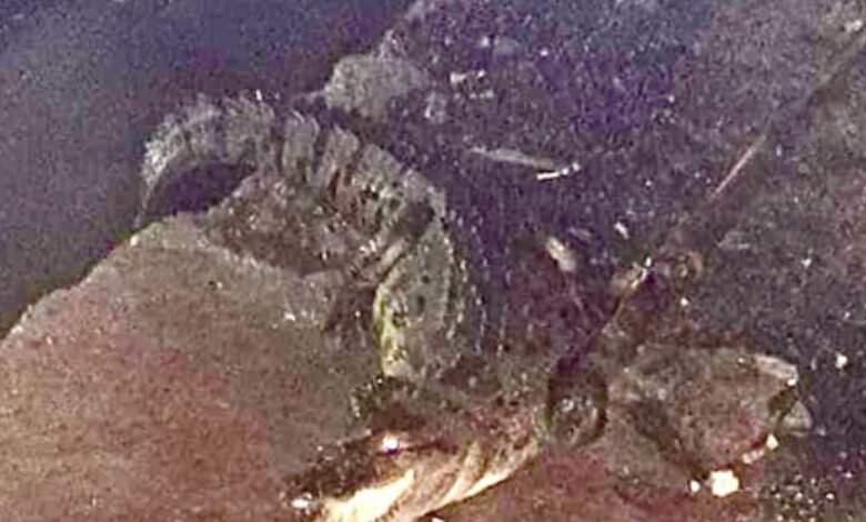 baby crocodile